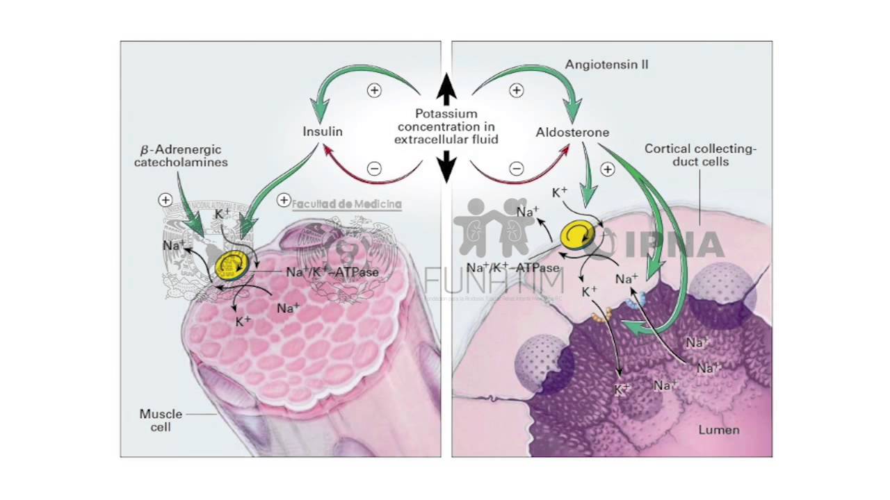 Abordaje diagnóstico y tratamiento en hipo e hiperkalemia