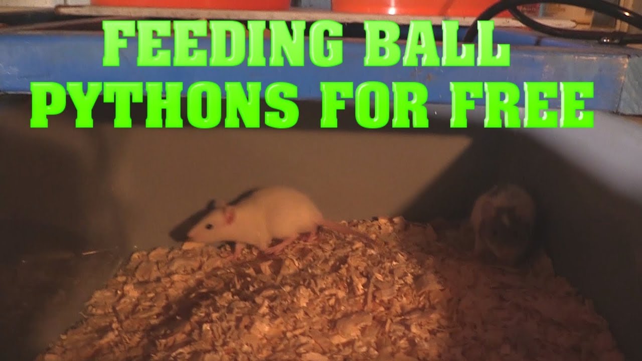 Setting Up Rat Breeding!  Feed your snakes for free!