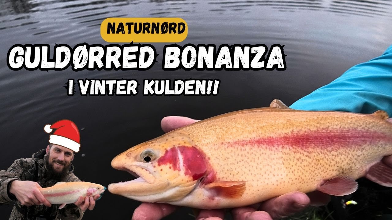 VANVITTIG GULDØRRED FISKERI I HOVBORG FISKESØ + VIND PRÆMIE!! // NATURNØRD 706