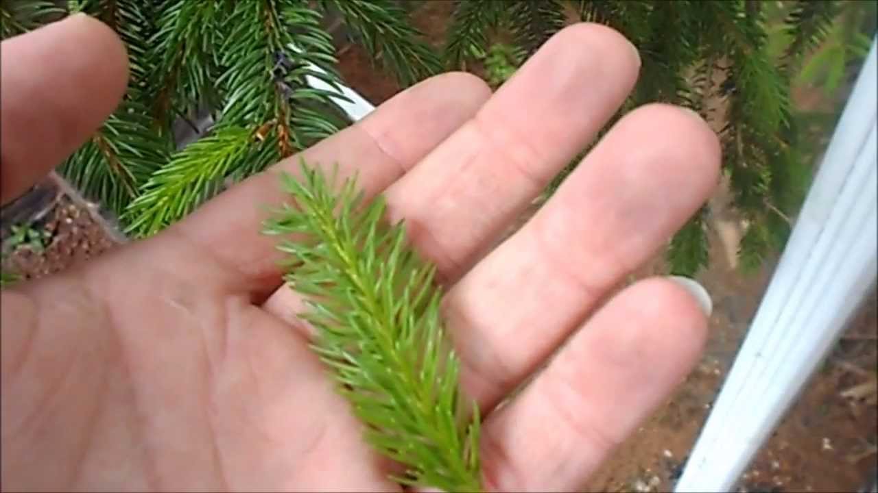 Wild edibles: Spruce Tea