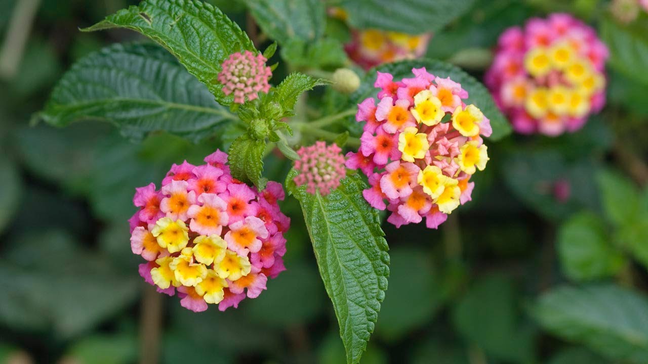 Características de la Lantana - Jardinatis