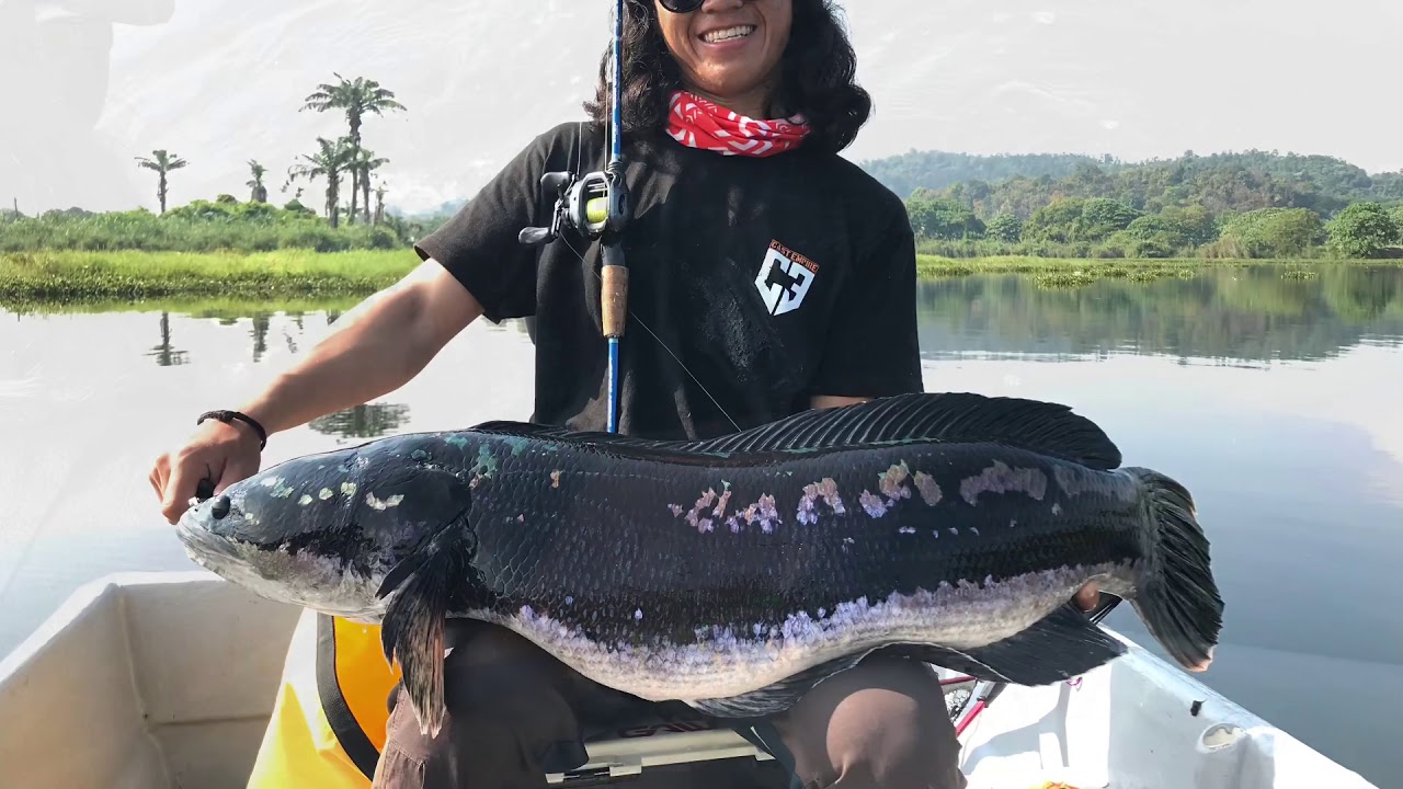 COMPILATION TOMAN TANCHONG; Part 2 ‘home of world record’.
