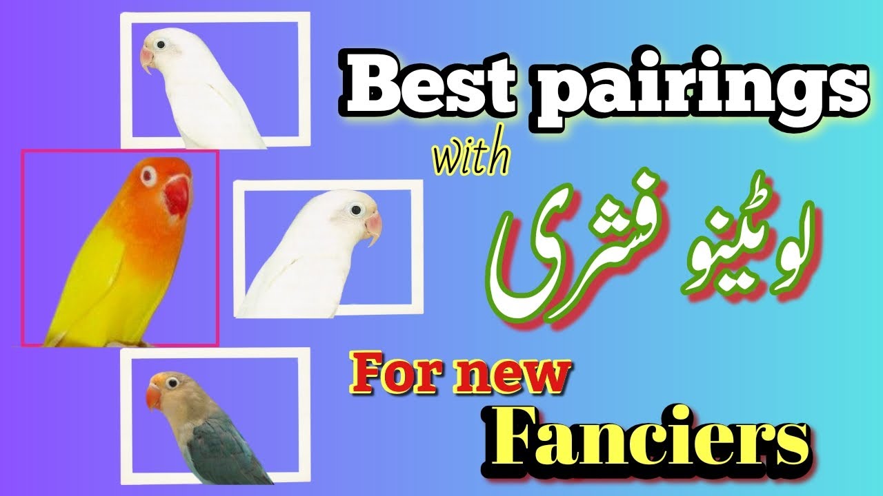 Lotino Fishri x Albino black eye × Parblue |Best cross breed | Best pairing of Lovebirds