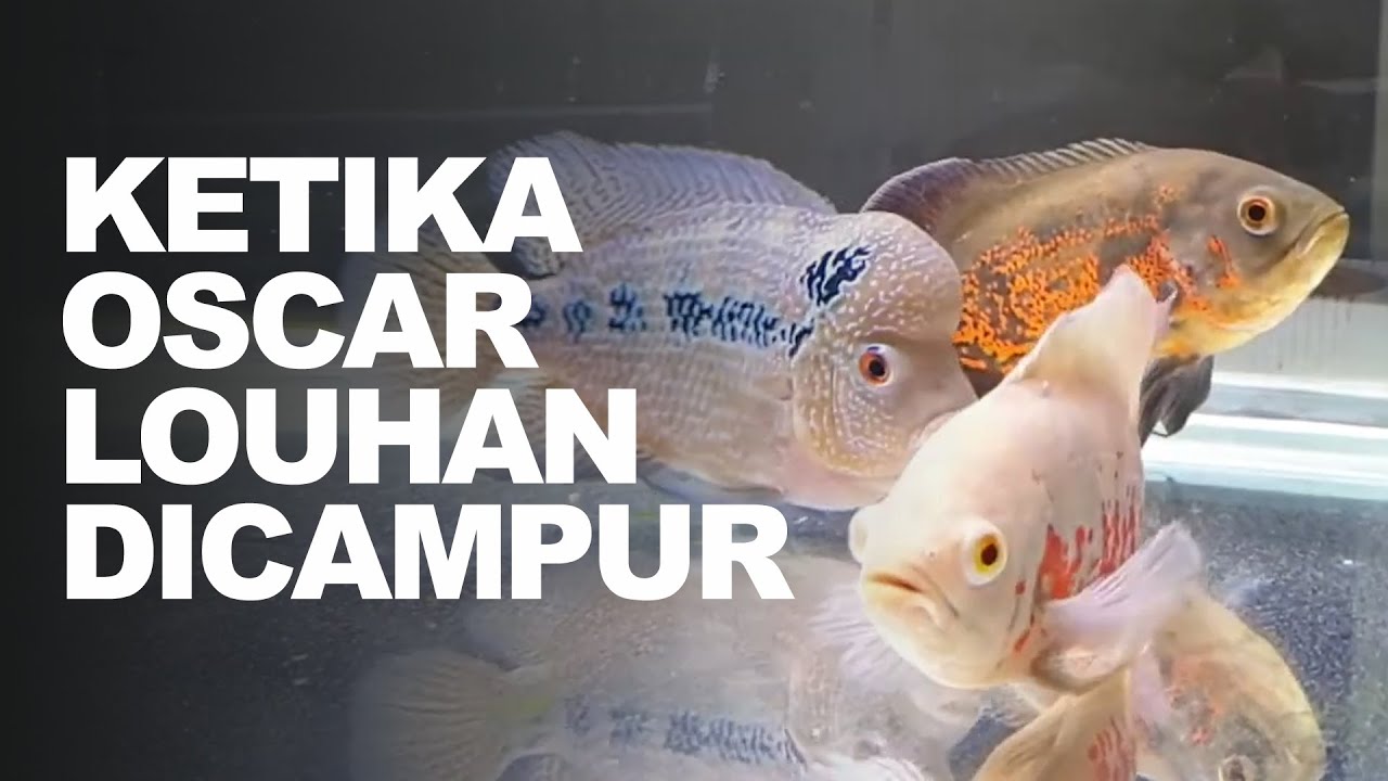 Oscar dan Louhan akur??