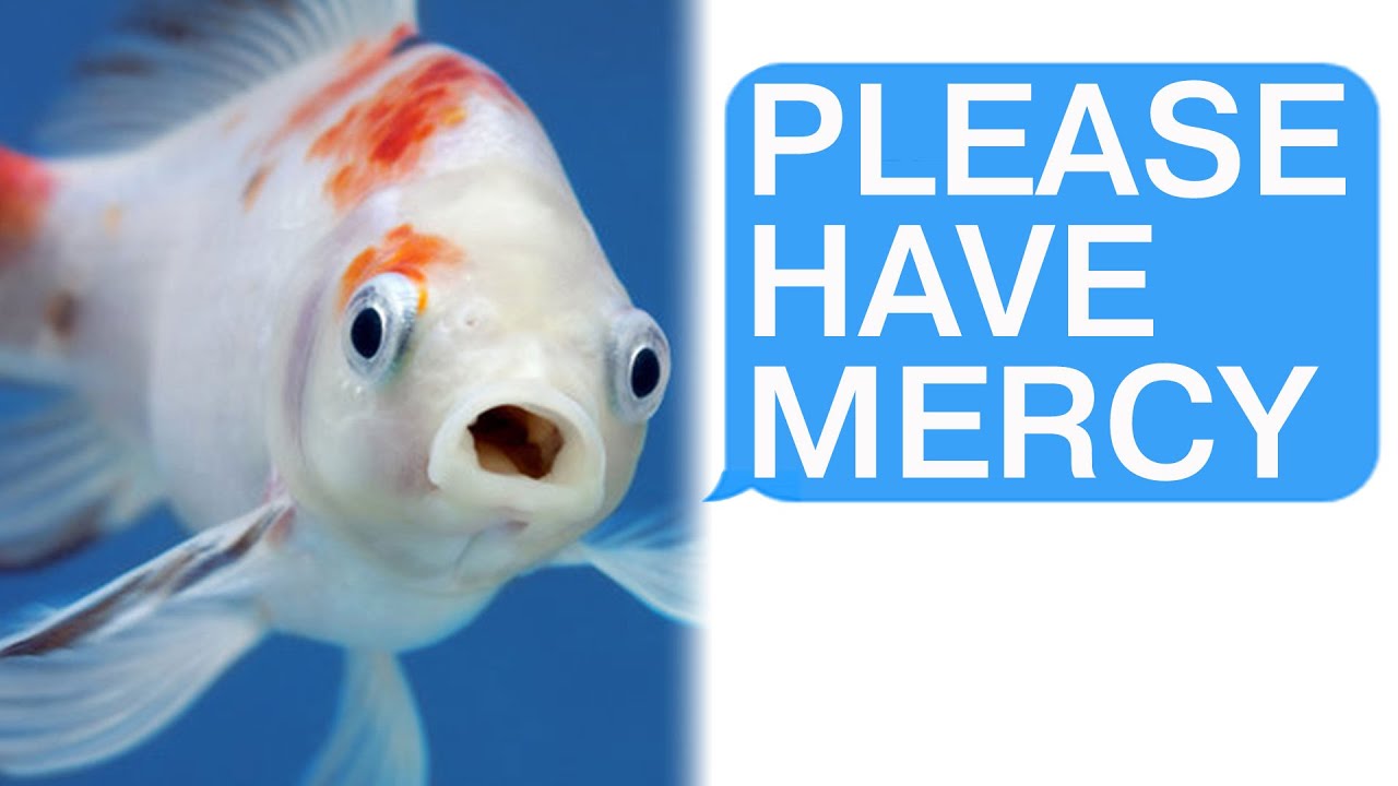 r/TIFU by Obliterating my Wife's Fish
