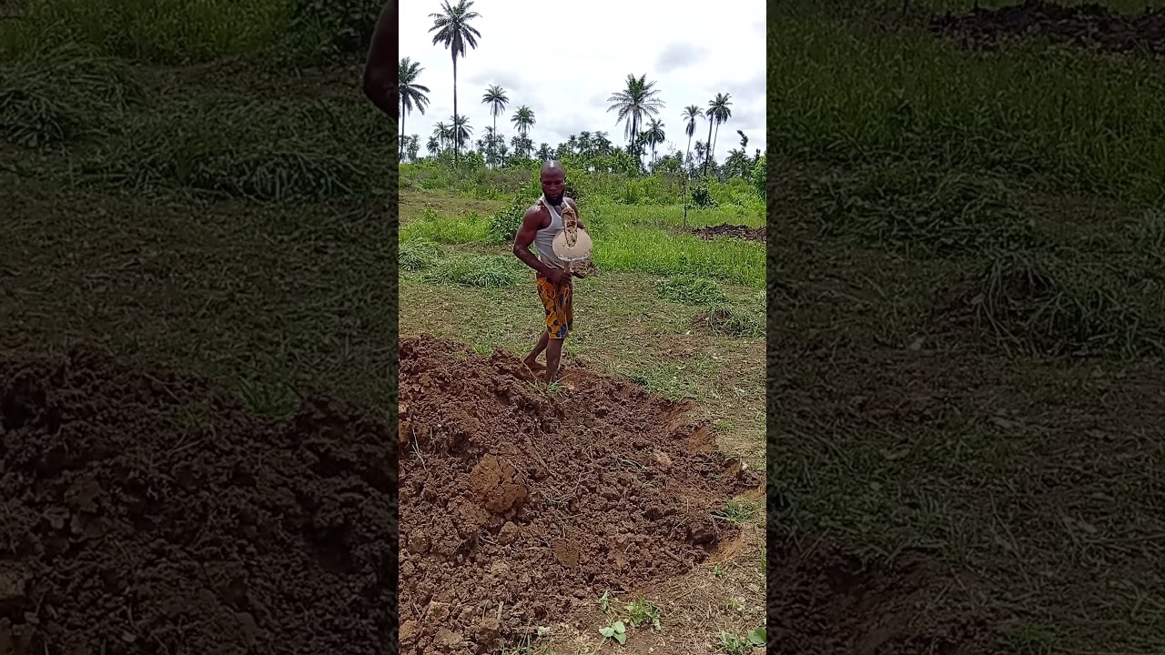 #farming #farm #farmlife #music #nostalgia #reggae