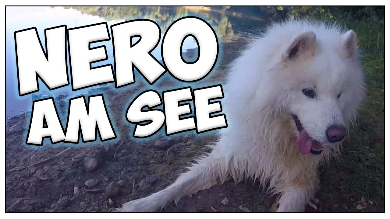 Mit NERO am See! Hund bei Hitze im Wasser planschen / schwimmen lassen! Abkühlung für Hunde!