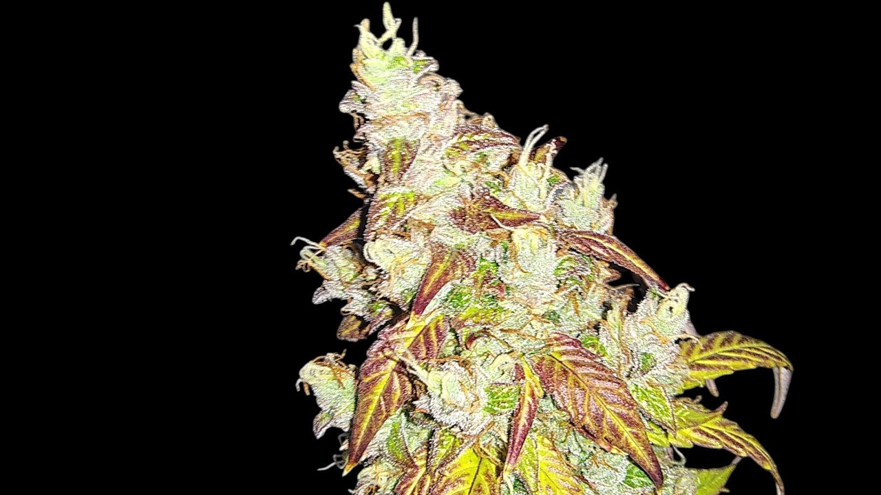 Aeque Genetics - Merlin's Mintz ( Run #2)