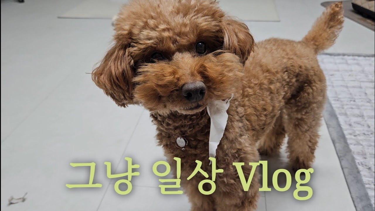 그냥 이렇게 살고 있어요 | 30대 일상 브이로그
