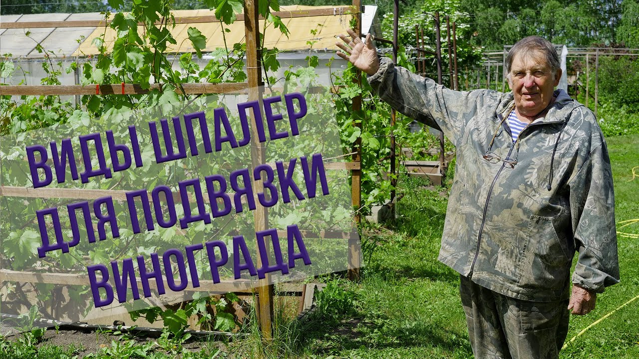 Шпалеры для винограда - КАКИМИ ОНИ БЫВАЮТ? Советы от опытного виноградаря Анатолия Сидоровича