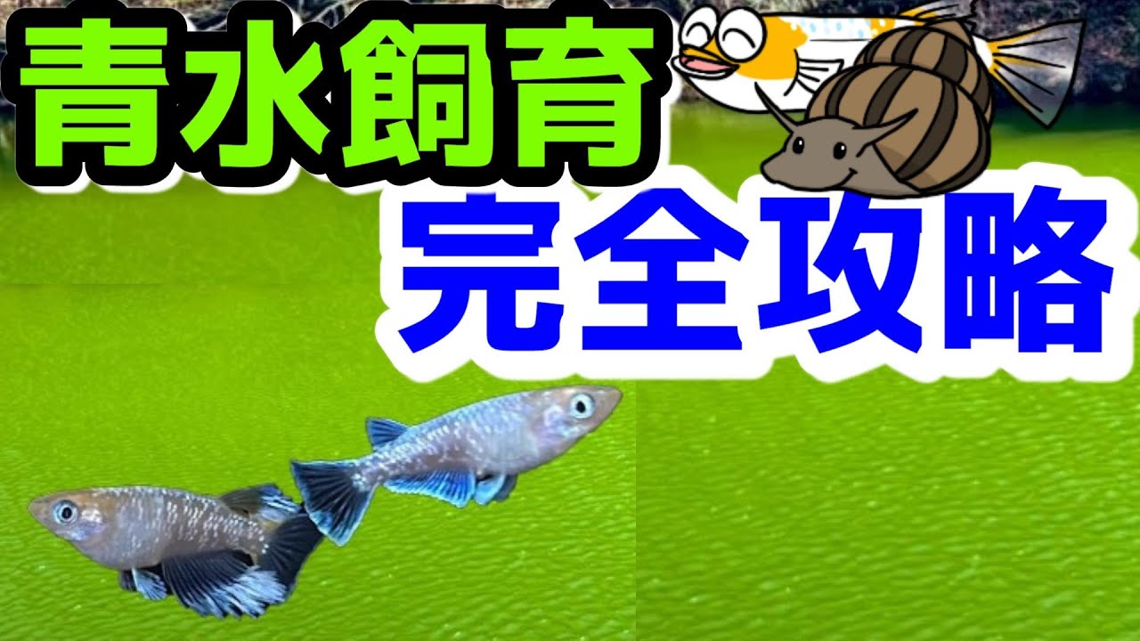 メダカの青水飼育完全攻略～グリーンウォーターのすべて～【媛めだか】