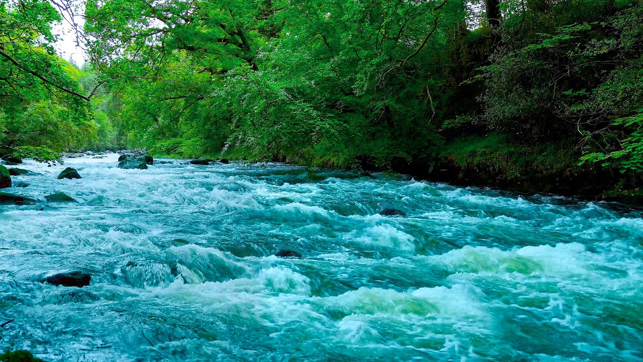 Pristine Forest Rocky River Flow 🌿 | Gentle Water Sounds for Sleep & Relaxation (10 Hours, No Birds)