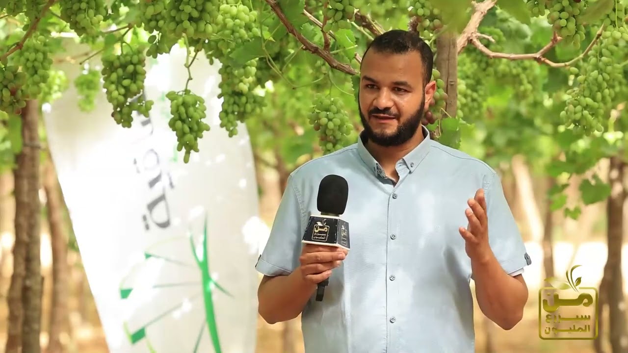دول حريفة العنب.. بيزرعوا أكتر من 100 فدان عنب كريمسون لبناني مذهل وبيصدروا لأوروبا وأمريكا  🍇💪