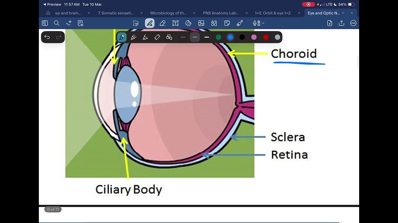 NS | Anatomy L18 (Eyes)