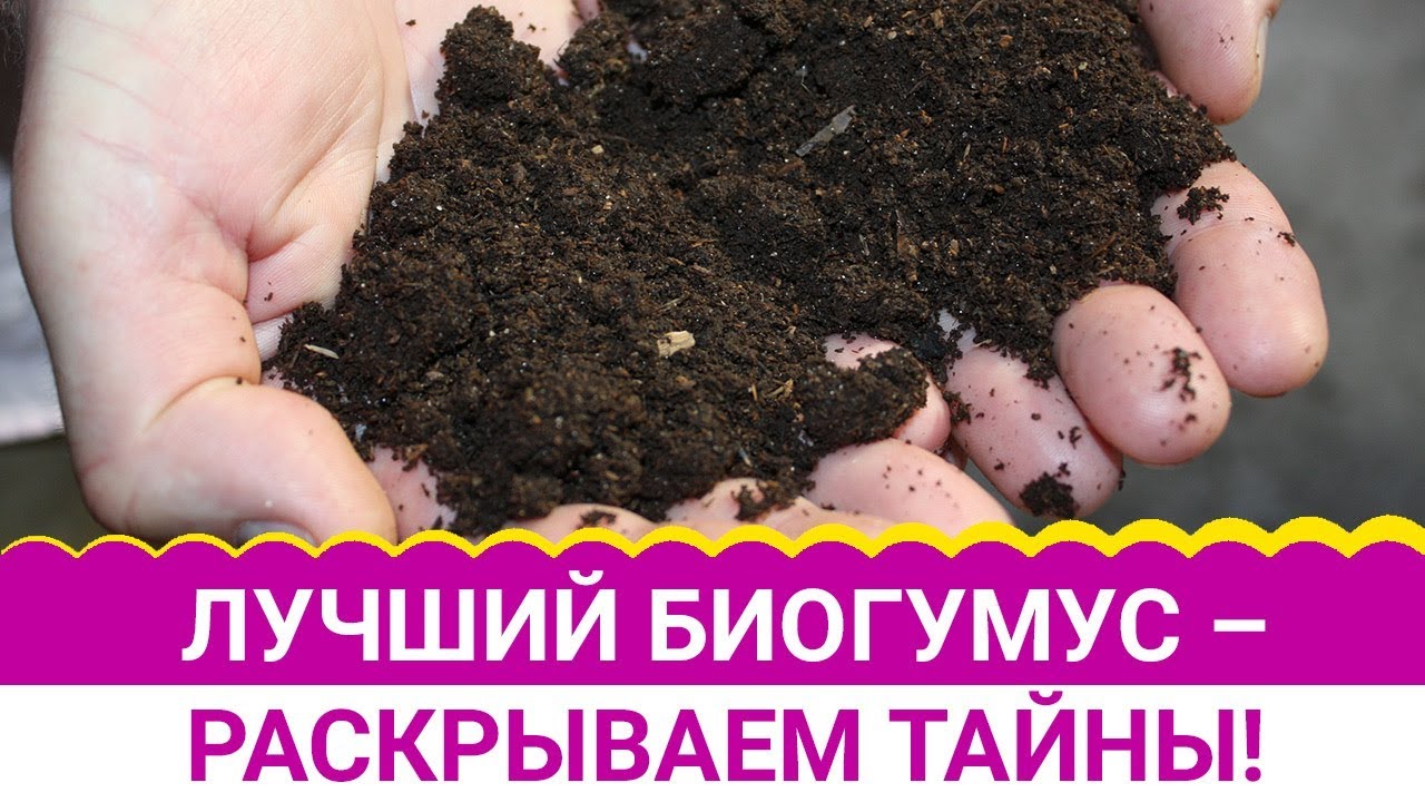 Лучший биогумус – раскрываем тайны!