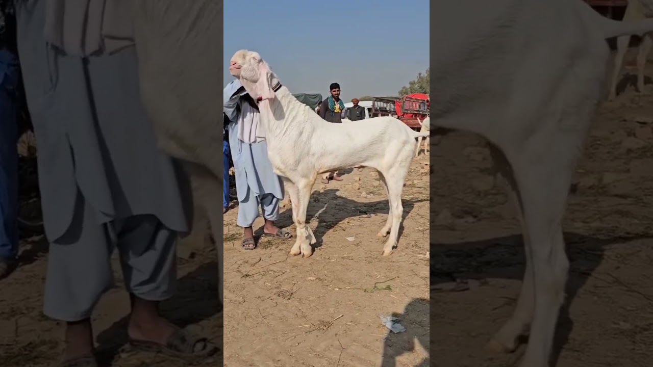 gulabi nasal ka bakra 🐐🔥#shortvideo #youtube #goatfarm #alnavazgoatfarm #goat #bakramandi #ak