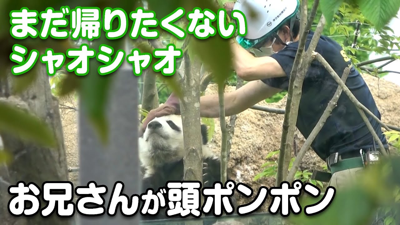 2022/5/6  お兄さんの頭ポンポン♪木から下りたシャオシャオは？今日のシャンシャン、シンシンと双子ちゃん　Giant Panda Xiao Xiao & Rei Rei, Xiang Xiang