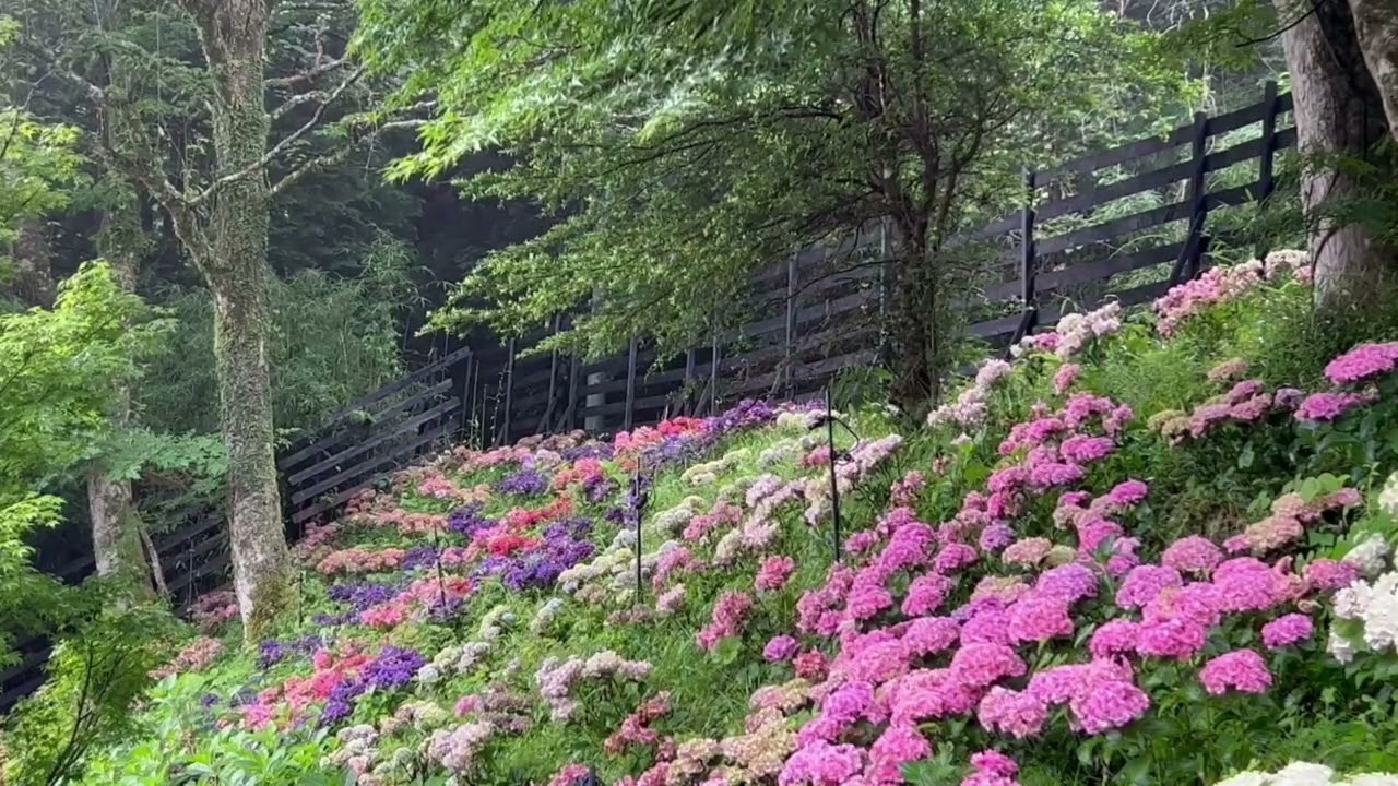 箱根　旅館　蔵樹　箱根神社の神域　鮮やかな赤とピンクの紫陽花たち　BGM 月の光　ドビュッシー