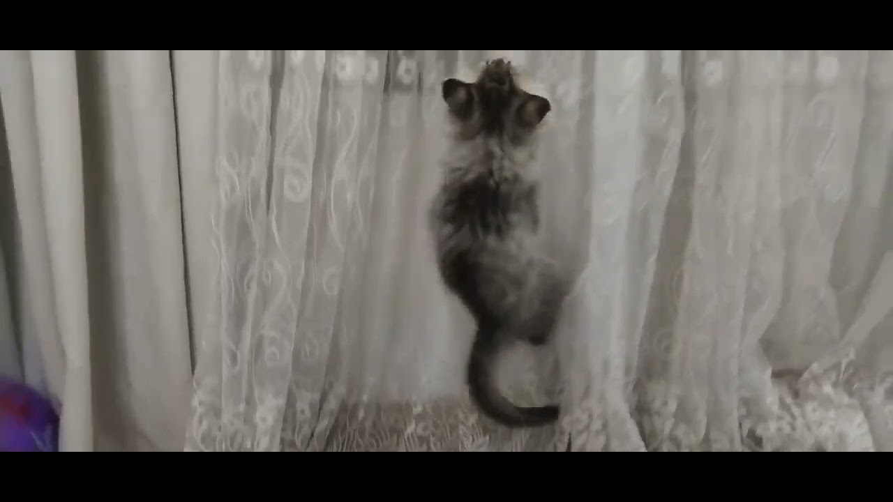 Nice cat playing with mom