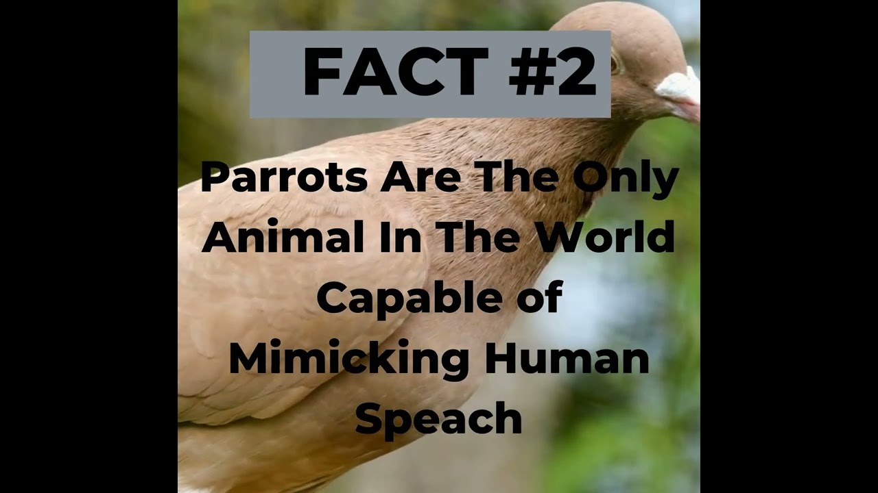 TOP 5 FACTS ABOUT BIRDS