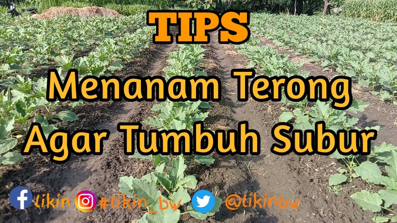 Cara Merawat Tanaman Terong