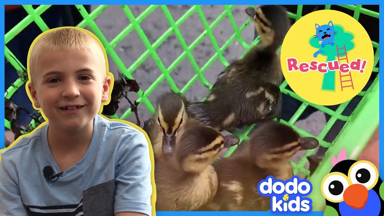 Neighbors Save Little Ducklings From Storm Drain And Bring Them  Back To Mom | Dodo Kids: Rescued!