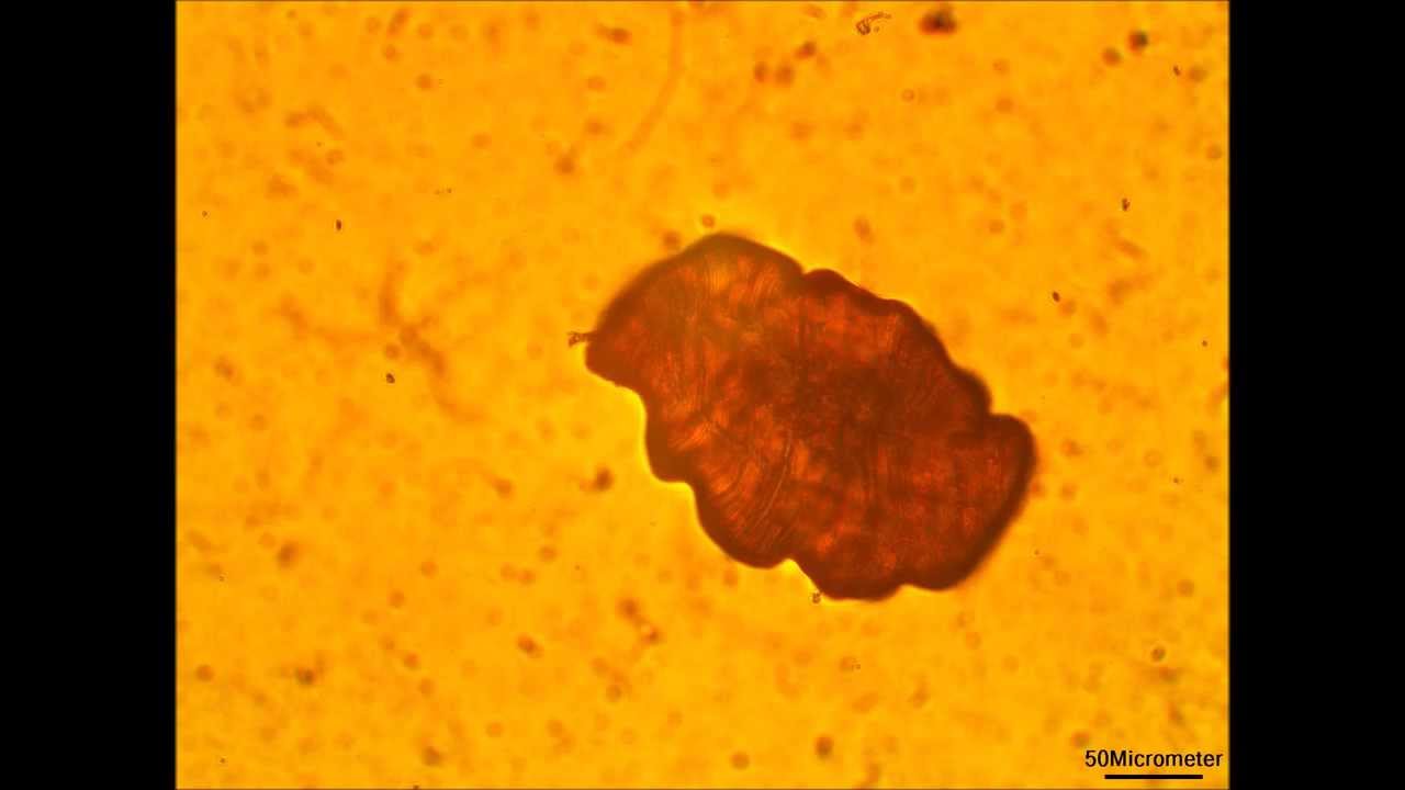 Dehydration of Mussel Byssus Thread [Cross Section] (1)