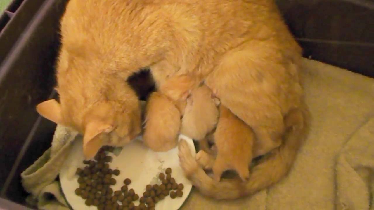 Kitten UnBoxing Newborn Foster Litter #4 Nala's Litter 1 Day Old