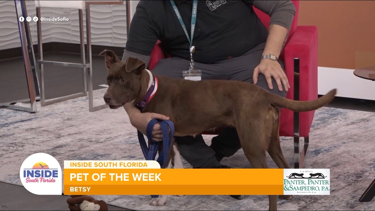 Betsy the Labrador mix seeks active family after month at Broward County animal shelter