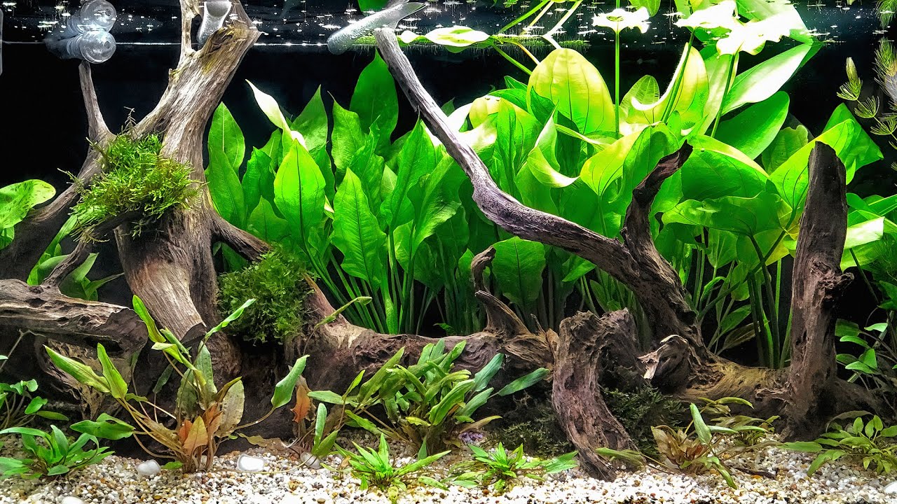 Nowy baniak 240L z nawożeniem CO2 na kontrolerze Aqua-Trend PH-BOT
