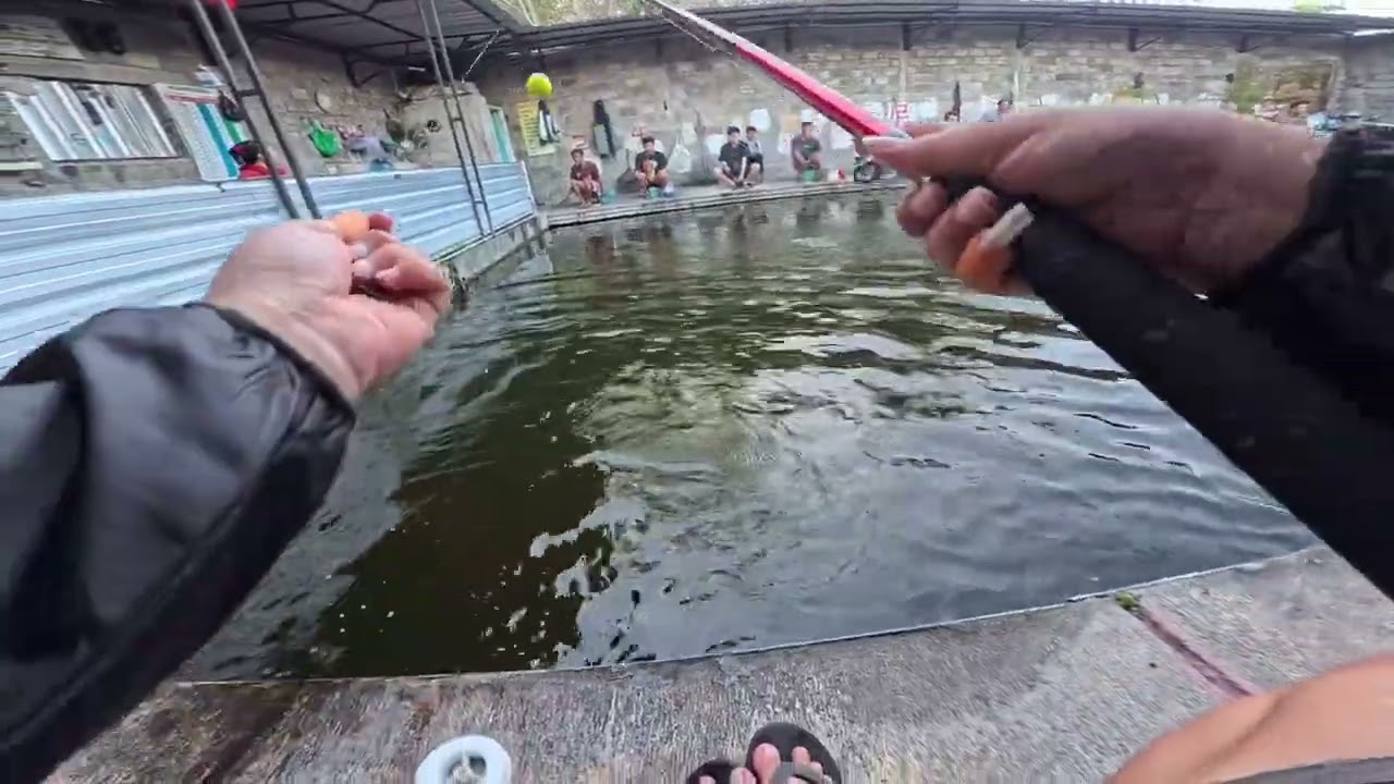 Nyoba Mancing Bawal Pakai Media Umpan Ulat Bumbung