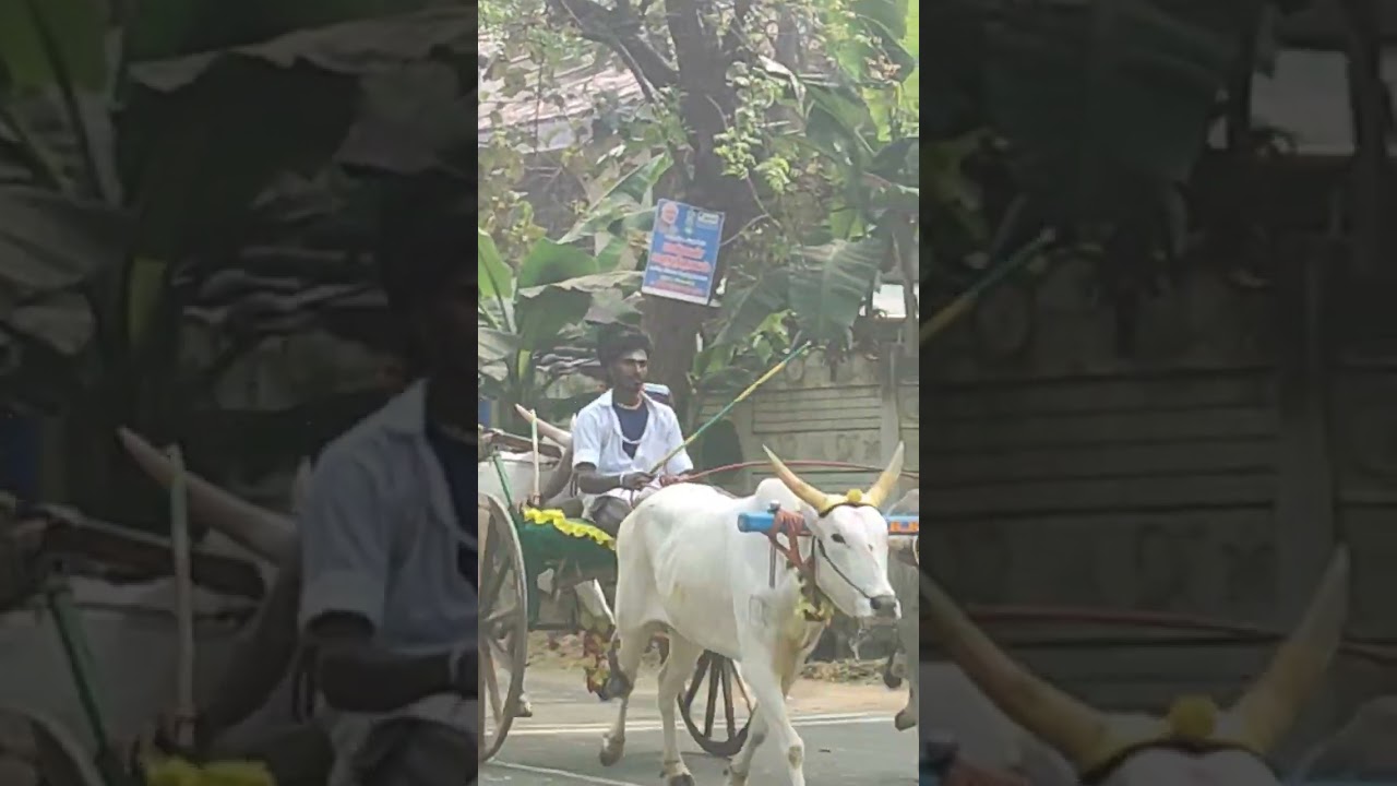 Peravurani Panthayam Live Thennakudi Panthayam #live #livestream #panthayam #peravurani #cow #racing