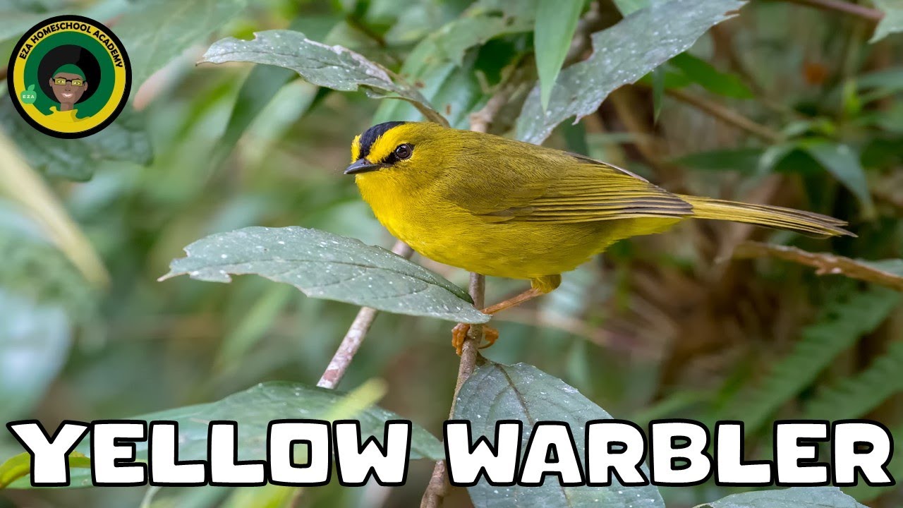 Yellow Warbler|| #video || Quick Facts