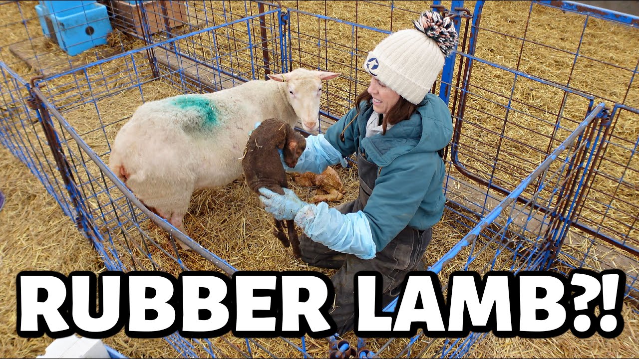 Our SICK MAMA lambed!! ...but this one was weird. ~ SPRING LAMBING 2025