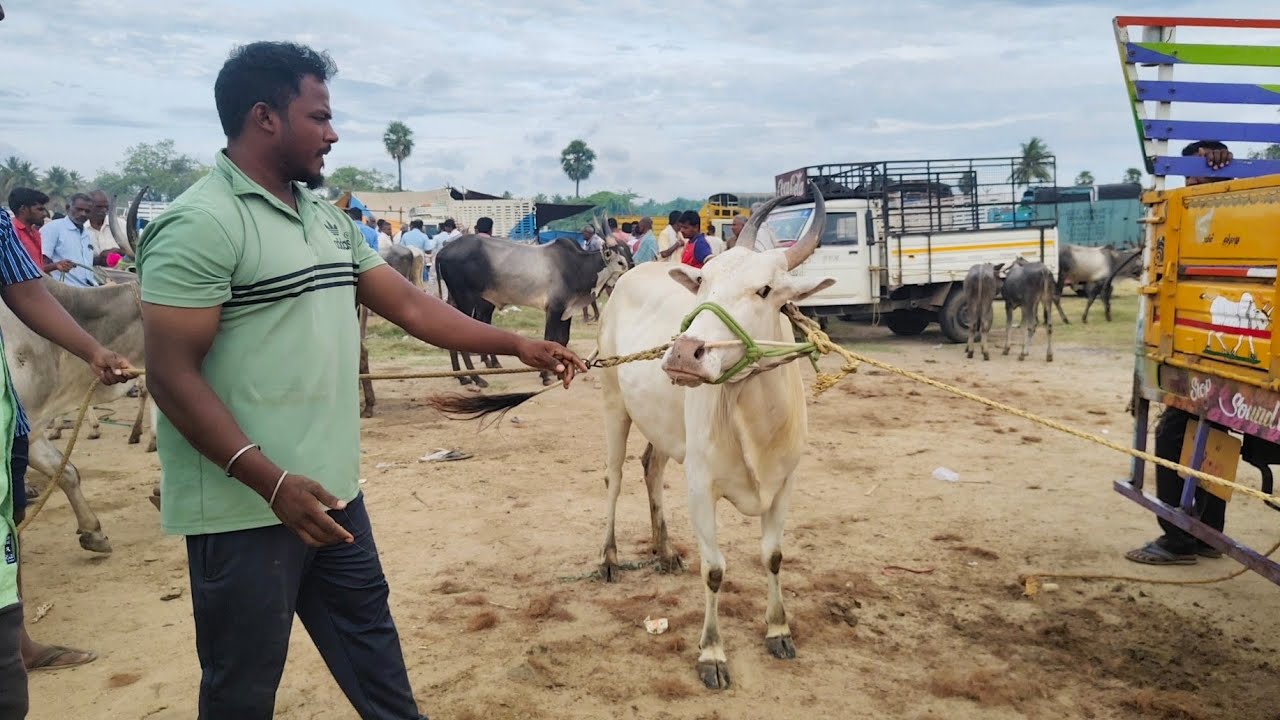 Kundarapalli Friday market Krishnagiri district TN24 sakthi vlogs