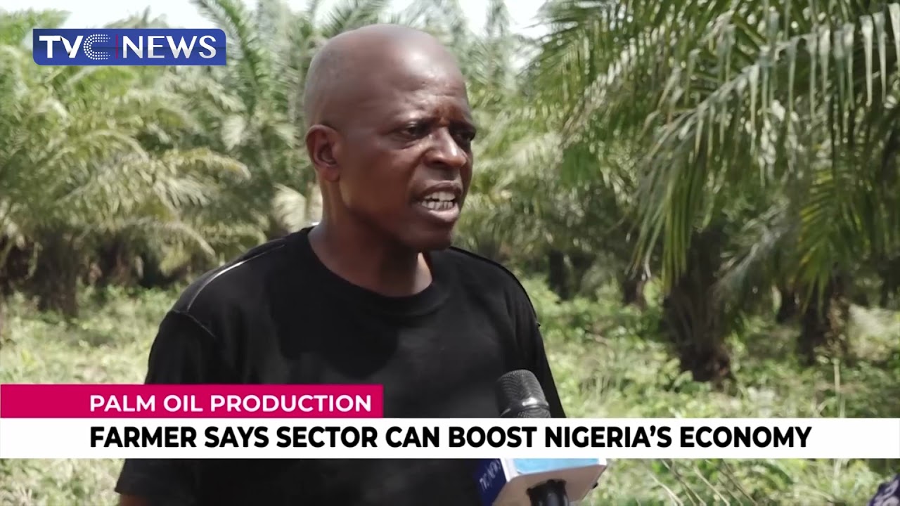 Palm Oil Production | Farmer Say Sector Can Boost Nigeria's Economy