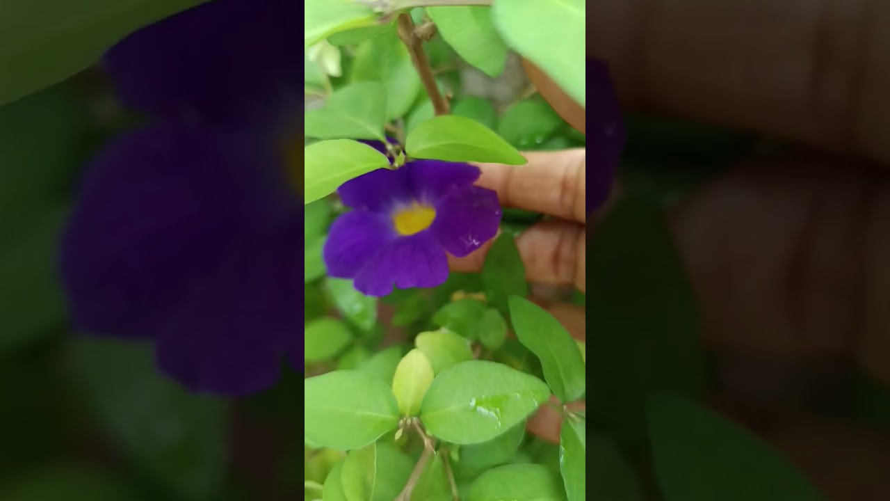 Purple flowers🌿💜🌸🌿 #flowers #purpleflower #flowerplant #naturevoice #gardening #plants #neelamojha