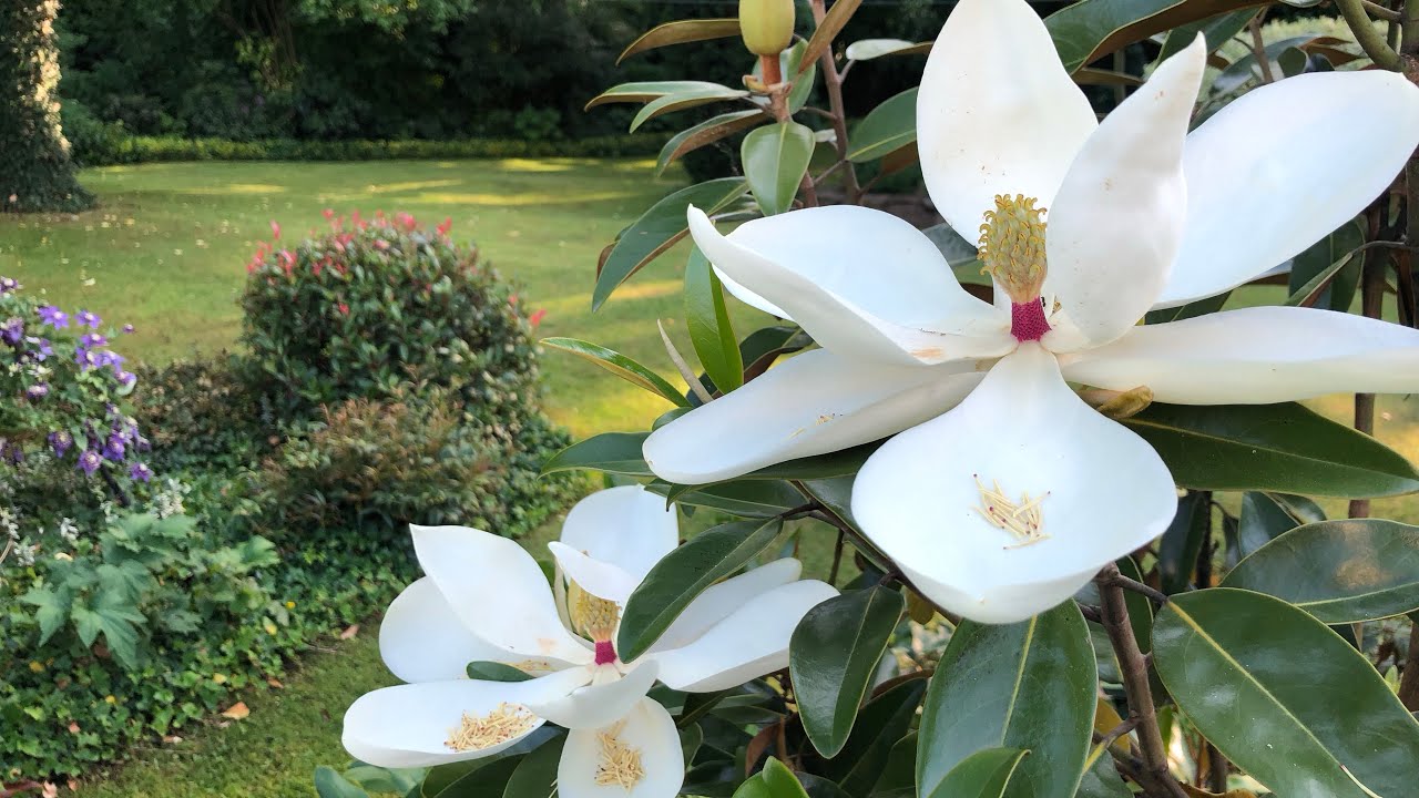 Spektakularna Magnolia grandiflora ,Alta&rsquo;. Kwiaty pachnące egzotycznymi owocami