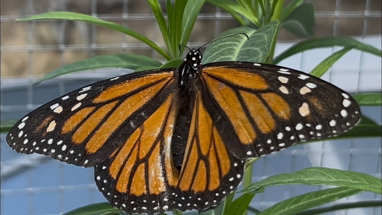 Beautiful Monarch Butterfly finds Swan Plants and lays Eggs 