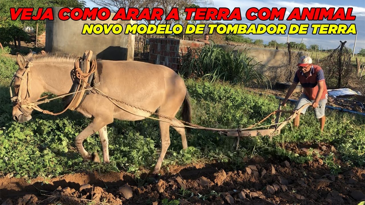 ARANDO TERRA COM BURRA (MULA)