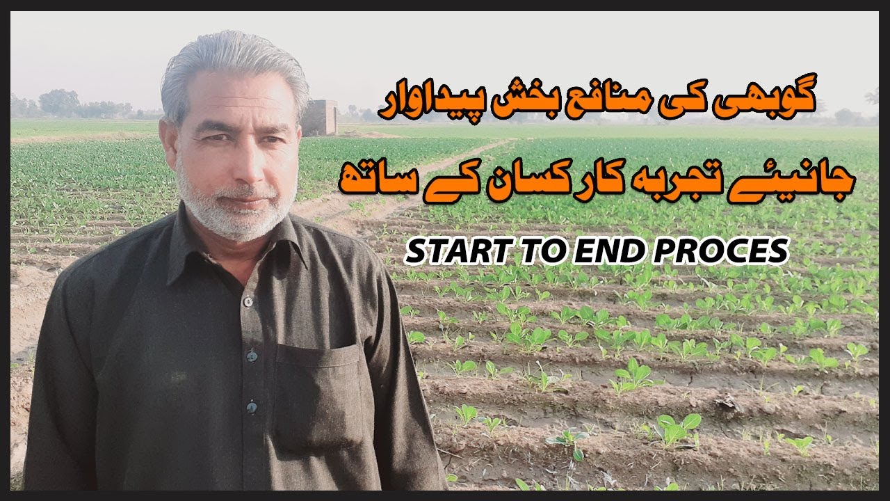 Band Gobhi Ki Kasht In Pakistan,Cabbage Farming and Cabbage Harvesting,Band Gobi Cultivation Farming