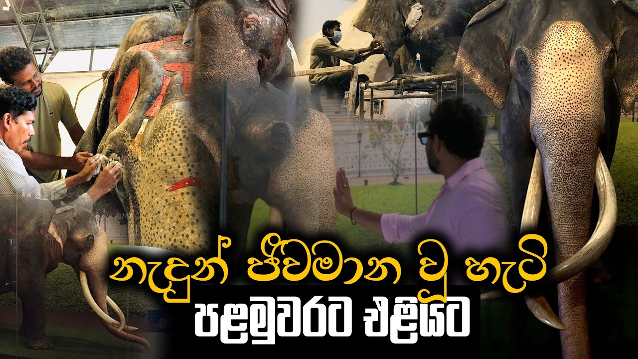 ලොවක් ආදරය කරන නැදුන්ගමුවේ ඇතාව ජීවමාන කල අපේ කාලයේ වීරයෝ | Nadungamuwe Raja | Pet Talk