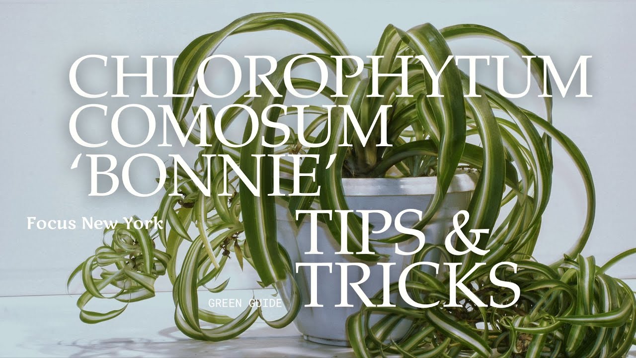 Chlorophytum comosum &lsquo;Bonnie&rsquo; &mdash; The Curly Spider Plant That Thrives Indoors
