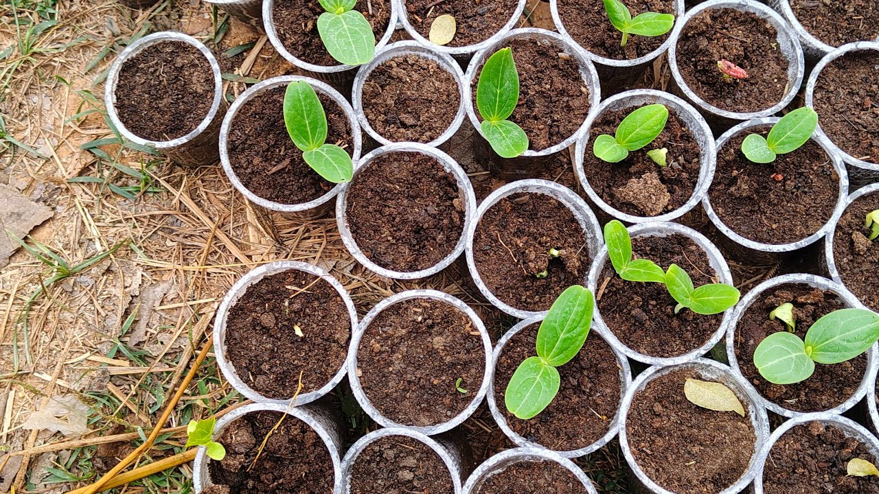 ठंड में सब्जियों की खेती कैसे करें #agriculture #farming 