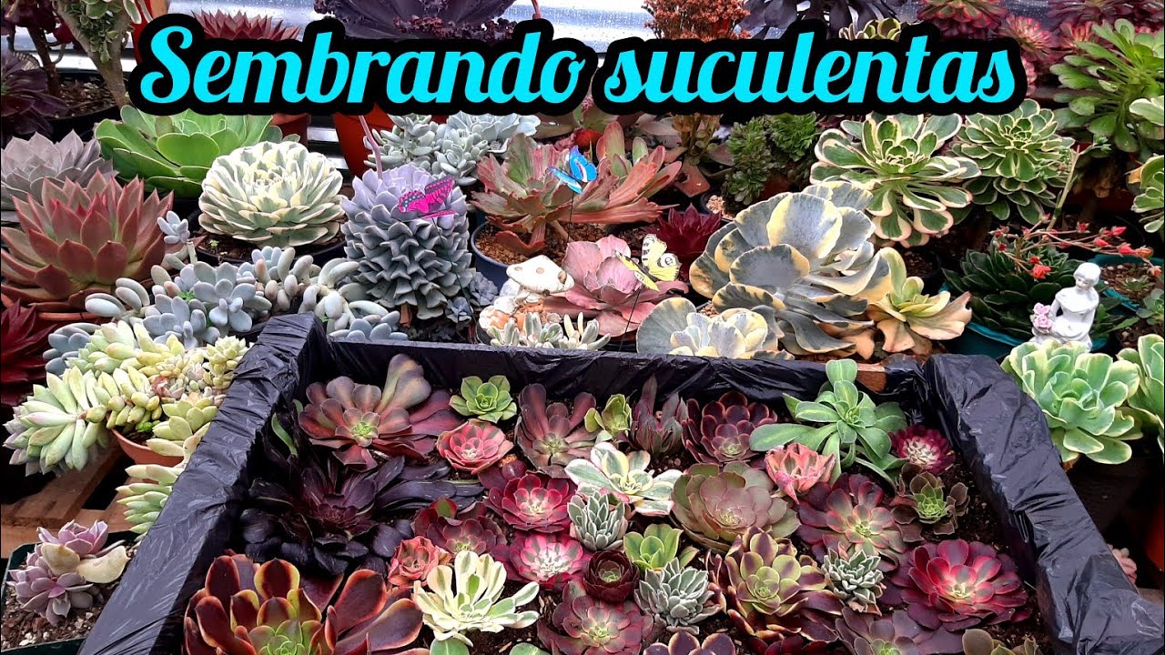 Asi es como se siembran los esquejes de suculentas #aeonium