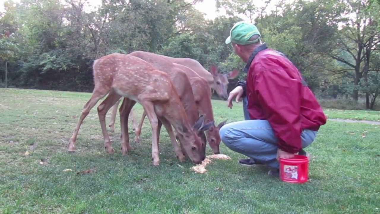 Ep. 10:  The Fawns are Getting Big! Fall 2017