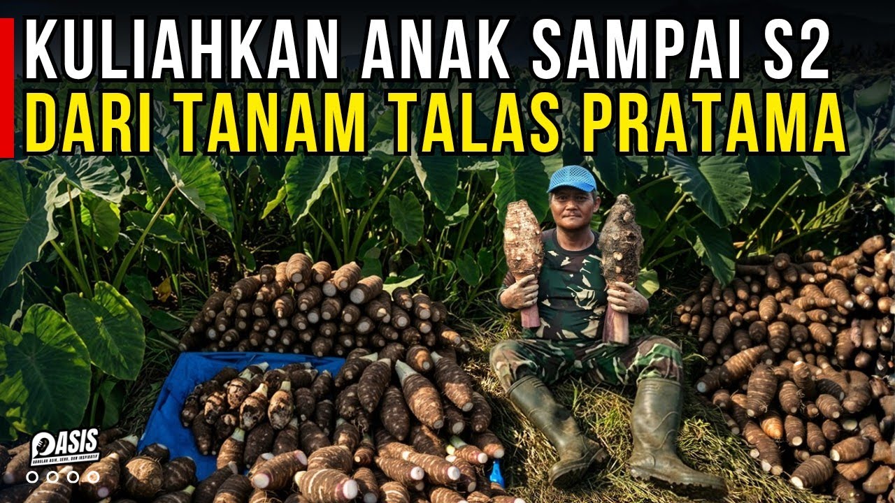 PETANI CERDAS ! TANAMAN TALAS PRATAMA BIKIN ANAK KULIAH S2 | CERITA USAHA