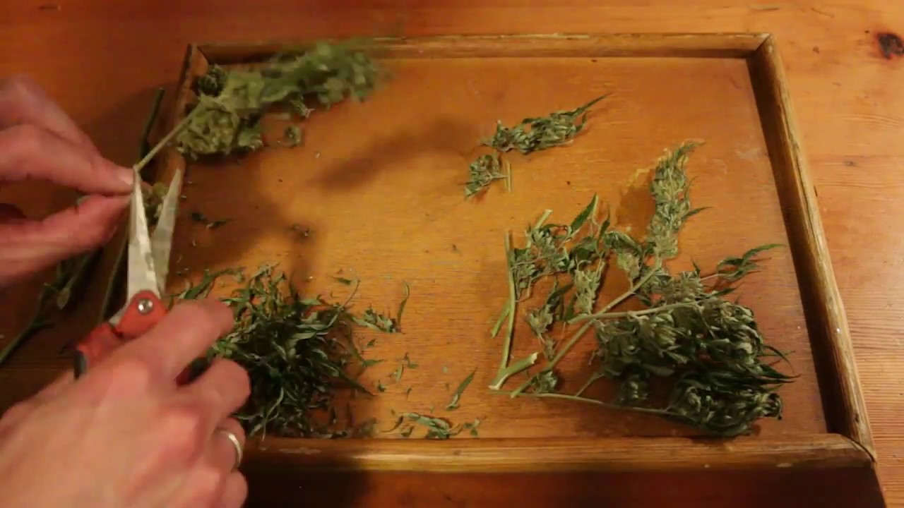 How to trim marijuana (Timelapse)