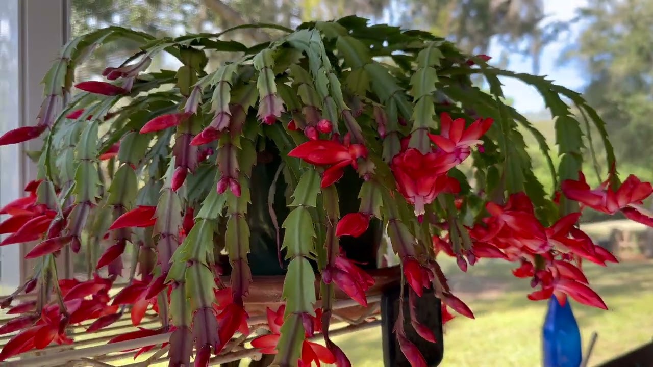 Christmas Cactus Blooming Right on Time!