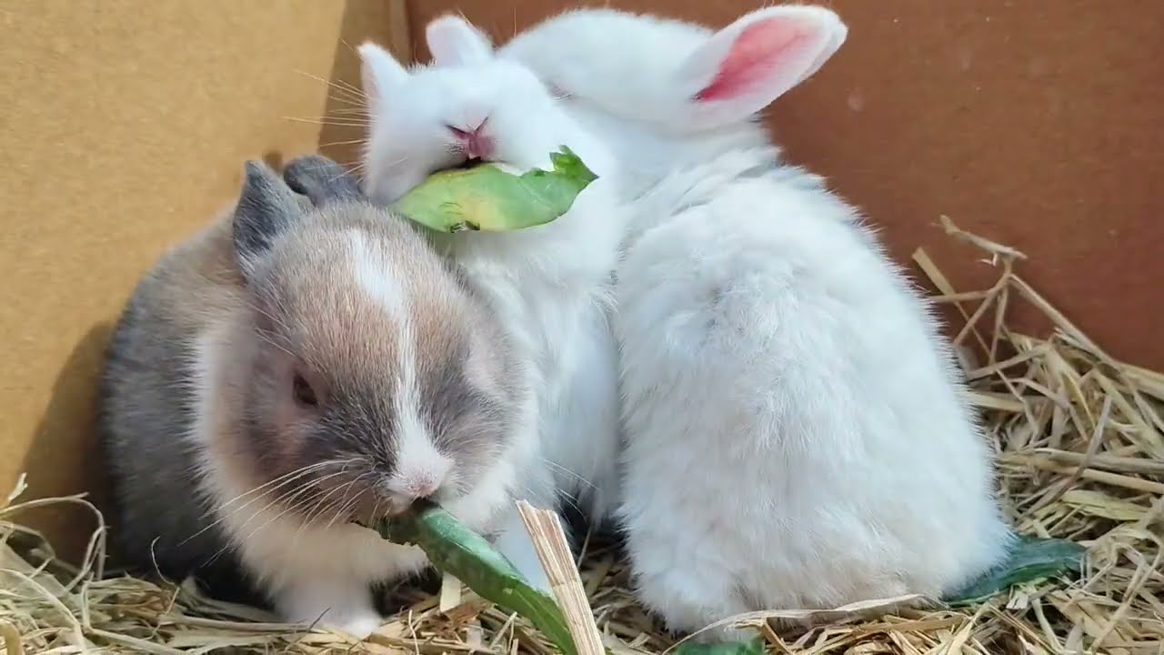 Baby Rabbit Playing & Eating 🥕 | प्यारा खरगोश वीडियो❤️ #long #longvideo #viralvideo #11millionviews 